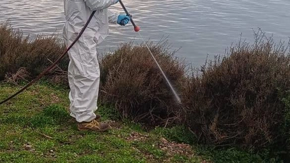 ORBETELLO Emergenza moscerini: il Comune di Orbetello stanzia 300.000 euro e istituito un tavolo di confronto permanente. Dopo il sopralluogo di...
