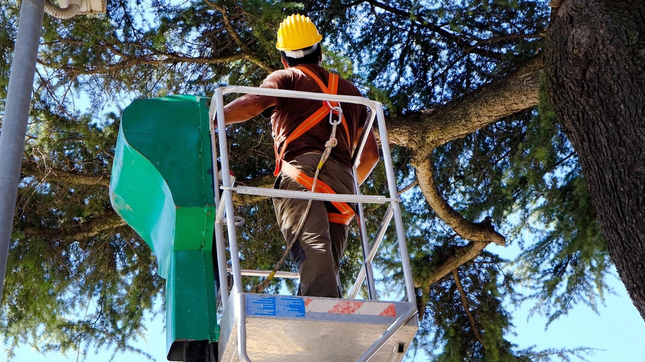 Le operazioni di taglio degli alberi d’alto fusto effettuate da ditte specializzate nel settore con l’ausilio di cestelli aerei Le operazioni di taglio degli alberi d’alto fusto effettuate da ditte specializzate nel settore con l’ausilio di cestelli aerei