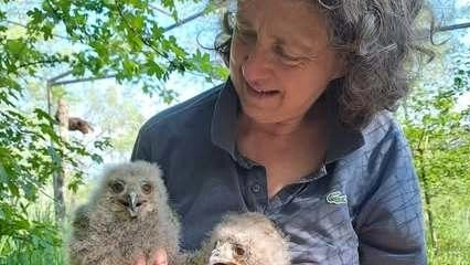 I due piccoli di gufo reale nati allo zoo di Poppi. ; un evento abbastanza raro in un giardino zoologico. I due «pulcini» sono stati chiamati Benedetto e Francesco I due piccoli di gufo reale nati allo zoo di Poppi. ; un evento abbastanza raro in un giardino zoologico. I due «pulcini» sono stati chiamati Benedetto e Francesco