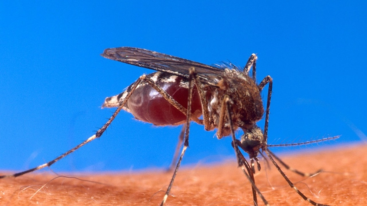 Una zanzara mentre succhia il sangue