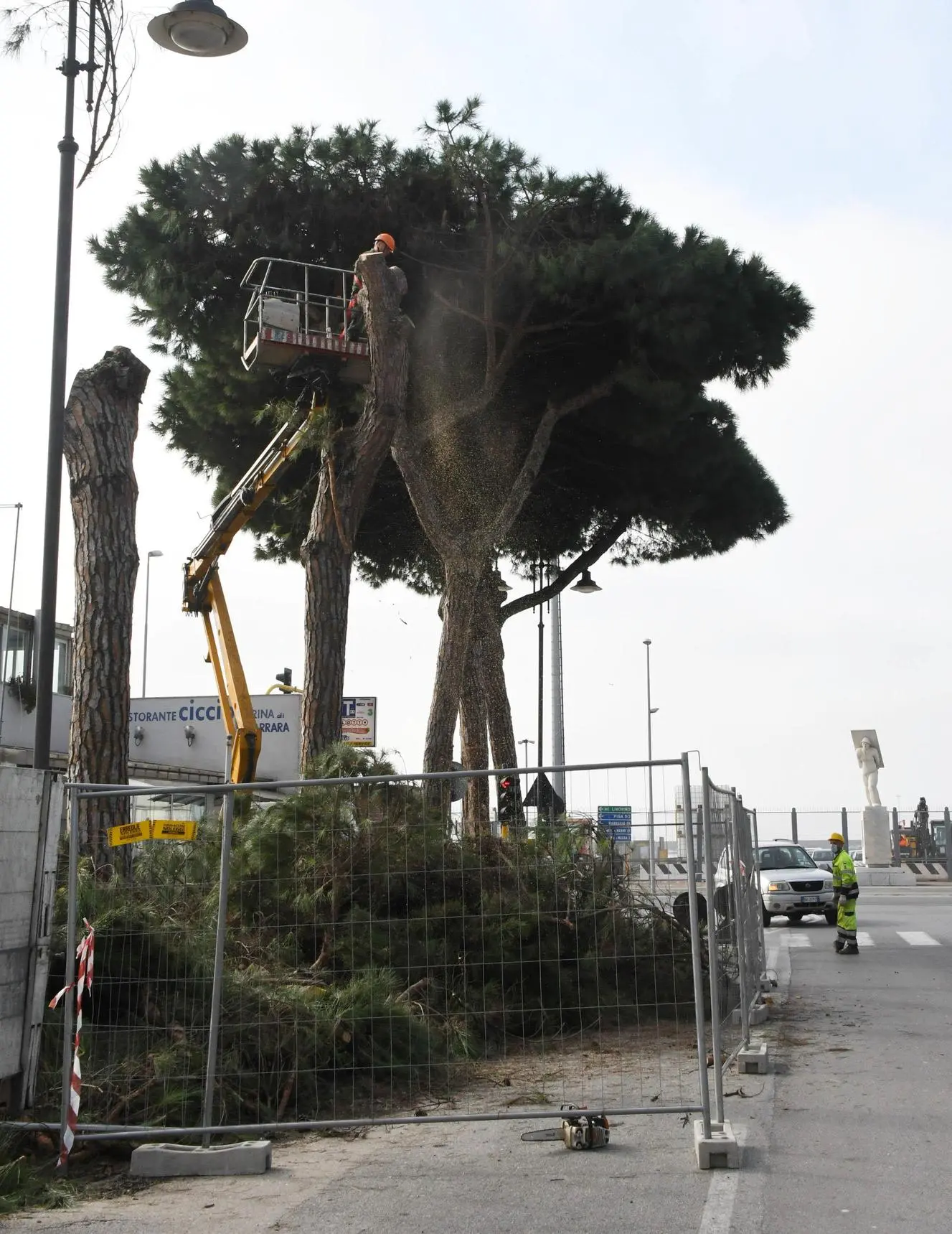 Pini, altro scempio. Abbattuti a Marina in periodo di nidi
