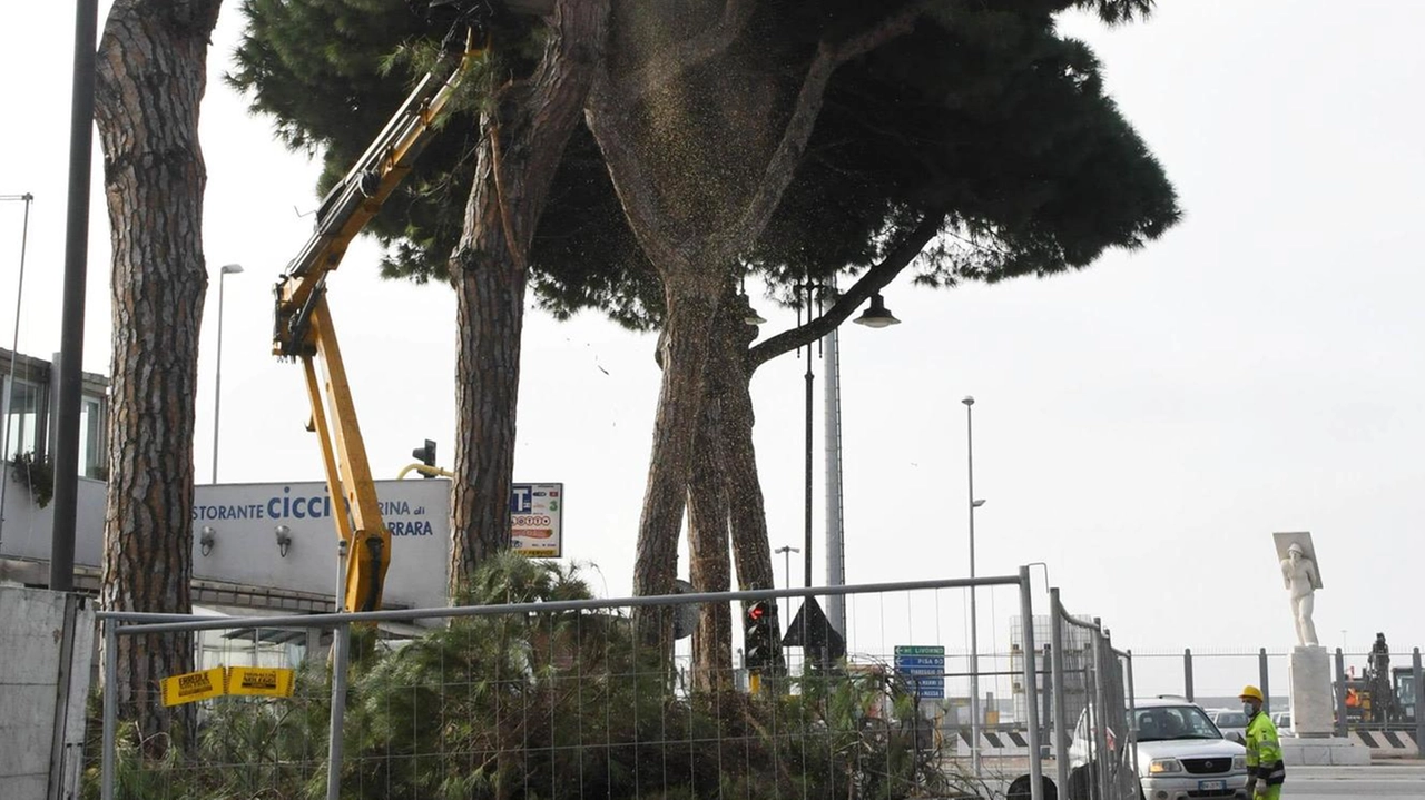 I pini di Marina sotto la scure del Comune