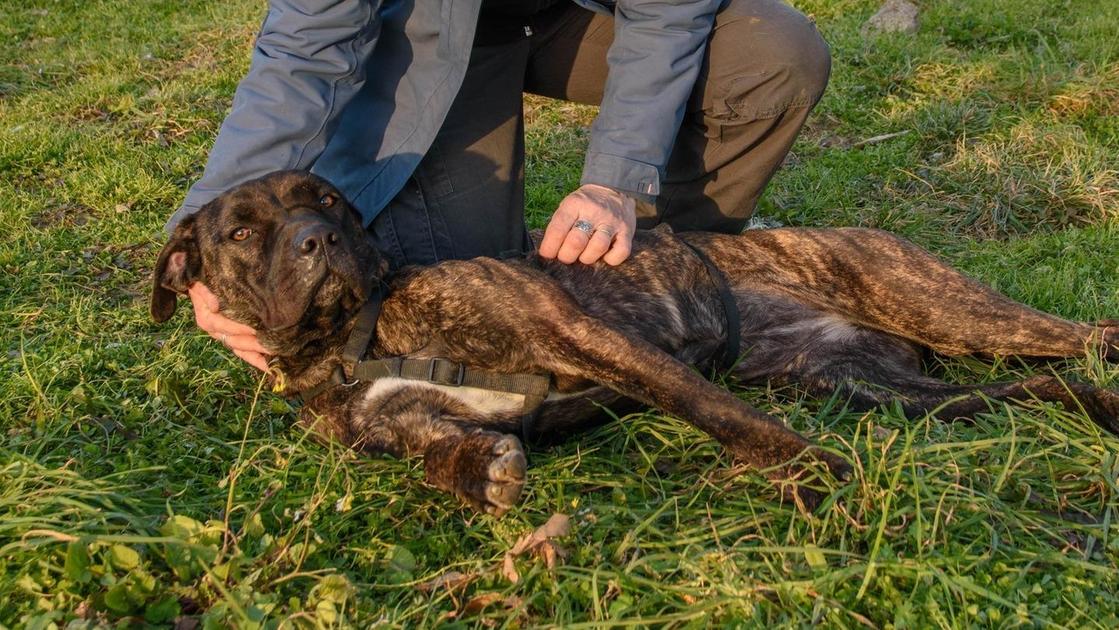 nuovi mezzi per i servizi della croce oro