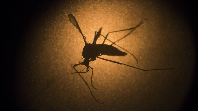 La Chikungunya è una malattia virale trasmessa da zanzare infette (Foto Ansa) La Chikungunya è una malattia virale trasmessa da zanzare infette (Foto Ansa)