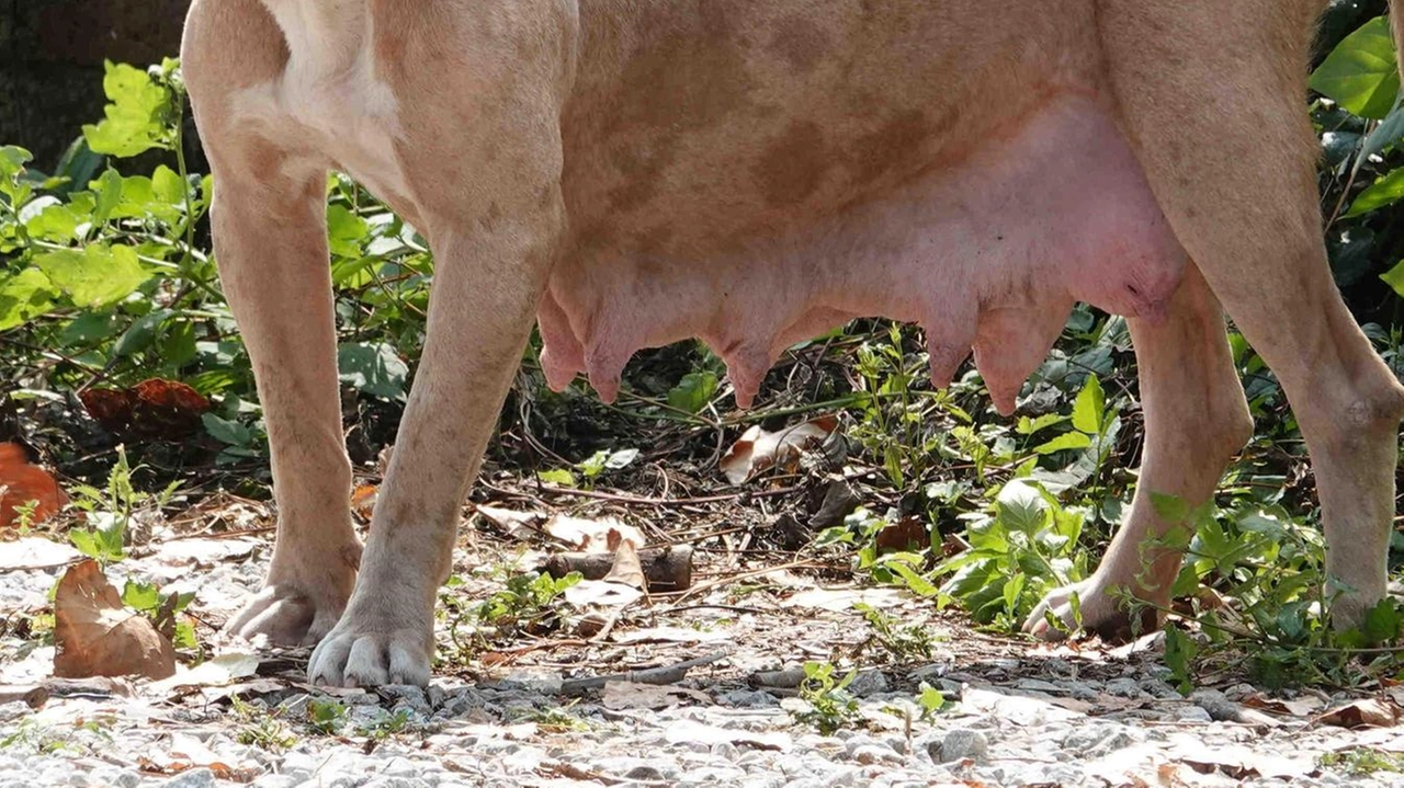 Un cane pitbull lasciato libero senza guinzaglio in una zona pubblica (foto d’archivio) il problema è segnalato a Ponte a Cappiano