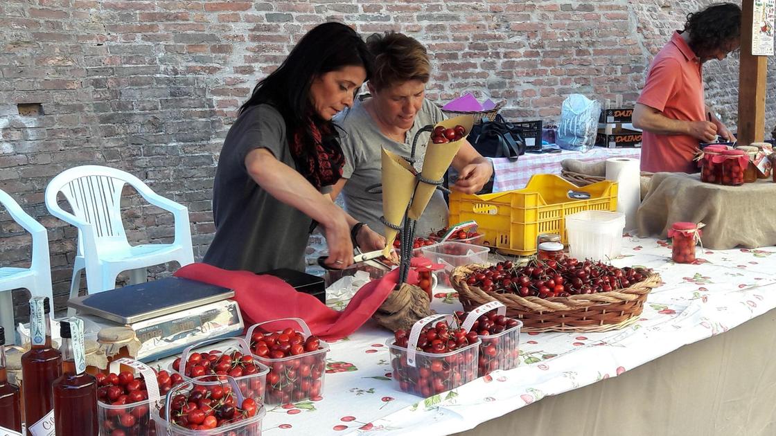 Ciliegie, il clima guasta la festa. Produzione in calo fino al 30% Ciliegie, il clima guasta la festa. Produzione in calo fino al 30%
