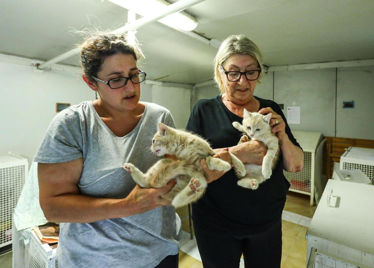 Il gattile cambia casa. La nuova location in uno dei terreni ereditati a Marcignana