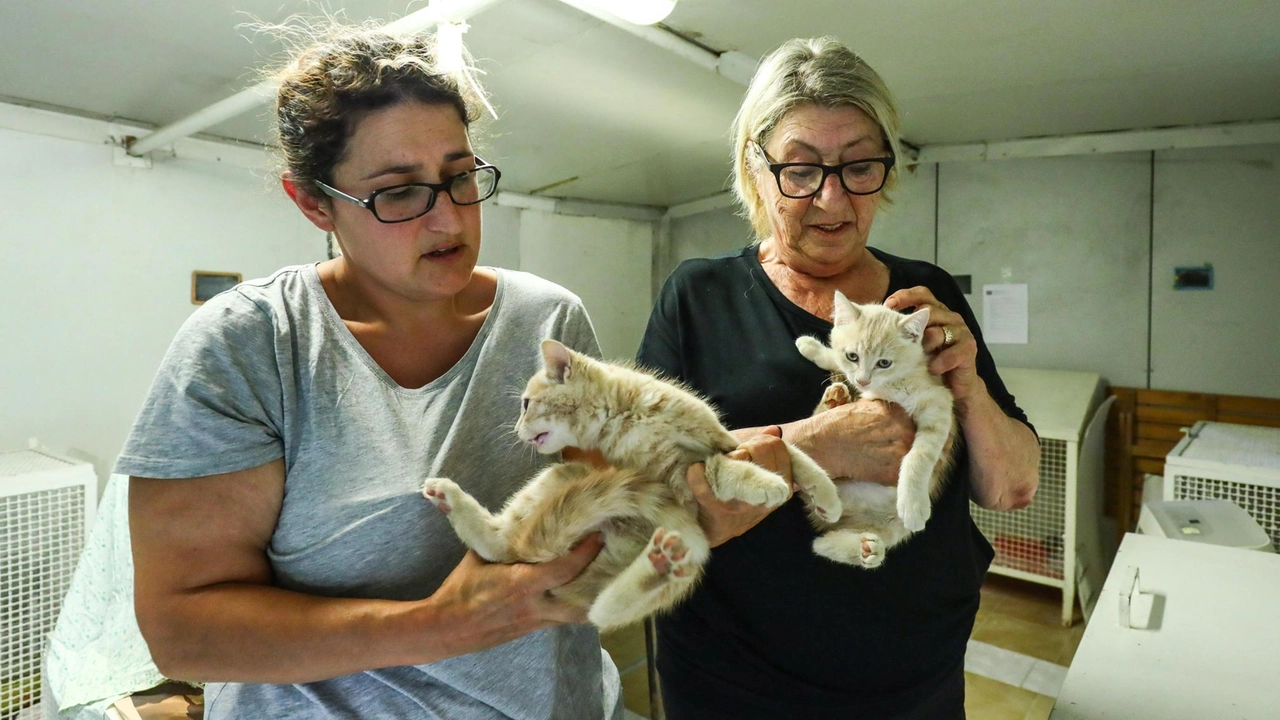 Due volontarie al lavoro nella sede attuale (Gasperini/FotoGermogli) Due volontarie al lavoro nella sede attuale (Gasperini/FotoGermogli)