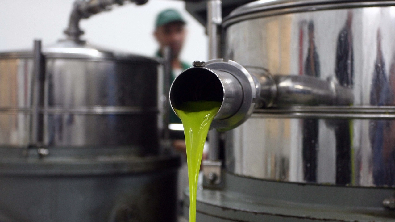 Olio, produzione in calo in Toscana (Foto di repertorio Germogli) Olio, produzione in calo in Toscana (Foto di repertorio Germogli)