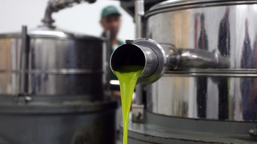 Olio toscano, nel 2025 produzione in calo. Ecco perché