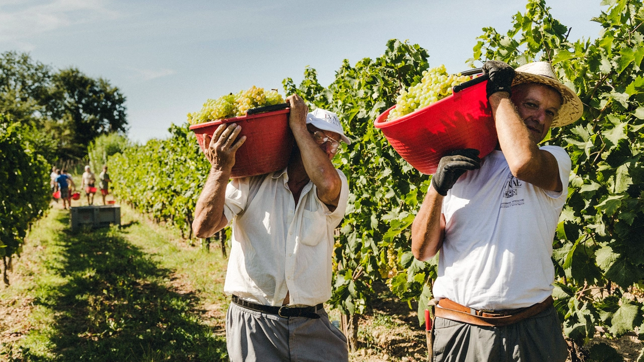 La prossima settimana inizierà la vendemmia (foto d’archivio) La prossima settimana inizierà la vendemmia (foto d’archivio)