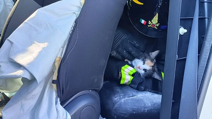 Il gatto incastrato nel trasportino e salvato dai vigili del fuoco