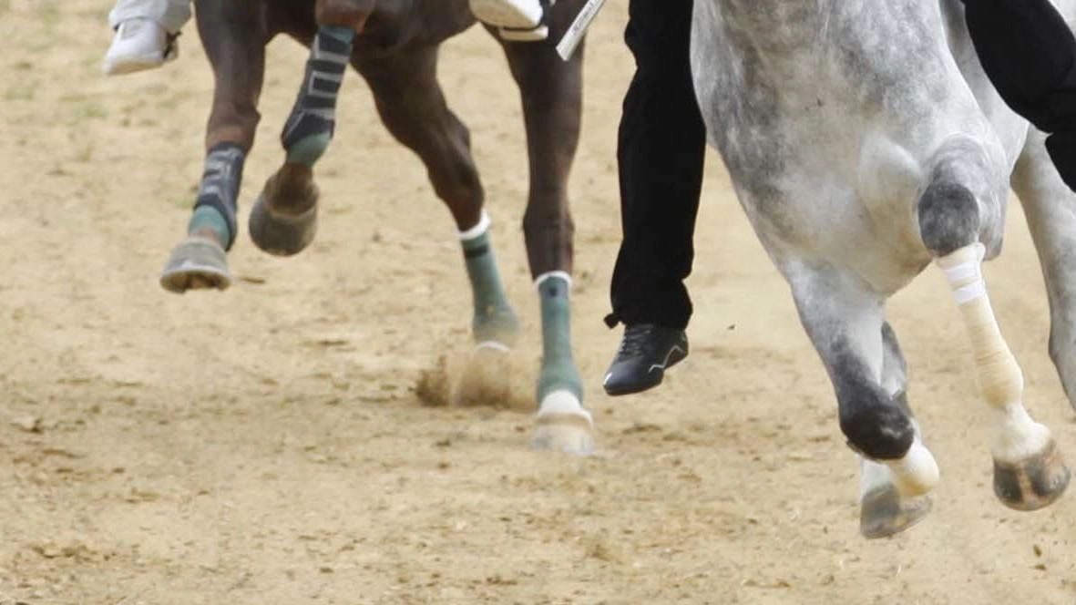 Lunedì 14 aprile i cavalli dell’Albo tornano in pista a Mociano, pioggia permettendo perché è previstyo un peggioramento delle condizioni...
