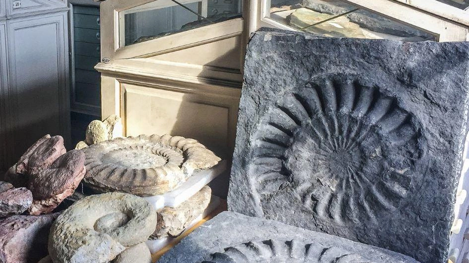L’Università di Firenze festeggia i 250 anni del Museo di Storia Naturale dell’Ateneo. Il 21 febbraio 1775 il granduca Pietro... L’Università di Firenze festeggia i 250 anni del Museo di Storia Naturale dell’Ateneo. Il 21 febbraio 1775 il granduca Pietro...