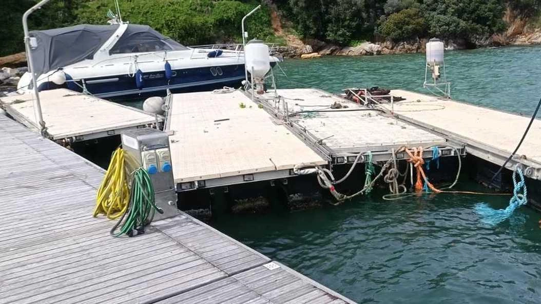 Si sono staccati dall’ex impianto di itticoltura finendo nell’area dell’Associazione Golfo dei Poeti al Pezzino
