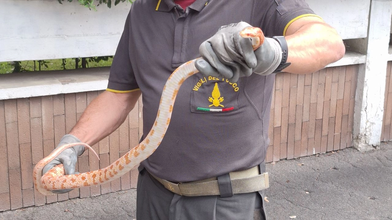 Il serpente catturato a Novoli
