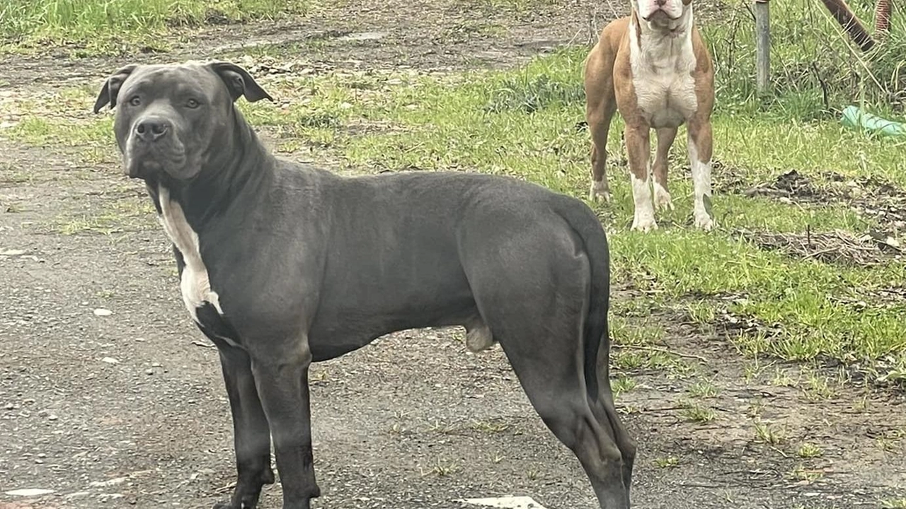 Il Dogo Argentino e il pittbull fotografati dai cittadini a Verghereto in zona lago:. soli, senza collare, senza museruola e uno dei due era anche ferito Il Dogo Argentino e il pittbull fotografati dai cittadini a Verghereto in zona lago:. soli, senza collare, senza museruola e uno dei due era anche ferito