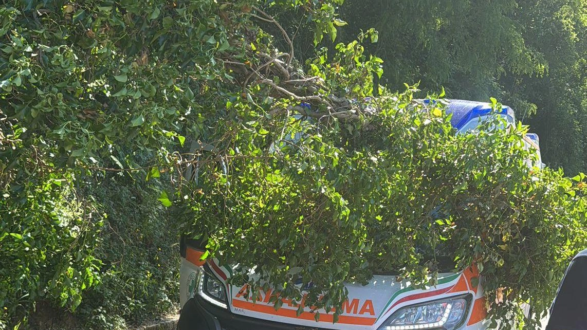 La pianta appoggiata sul cofano dell’ambulanza della Croce Verde di Lamporecchio che nel pomeriggio di ieri è stata protagonista di un incidente sulla SP9 Montalbano in uno dei tratti coinvolti dalle frane dello scorso marzo La pianta appoggiata sul cofano dell’ambulanza della Croce Verde di Lamporecchio che nel pomeriggio di ieri è stata protagonista di un incidente sulla SP9 Montalbano in uno dei tratti coinvolti dalle frane dello scorso marzo