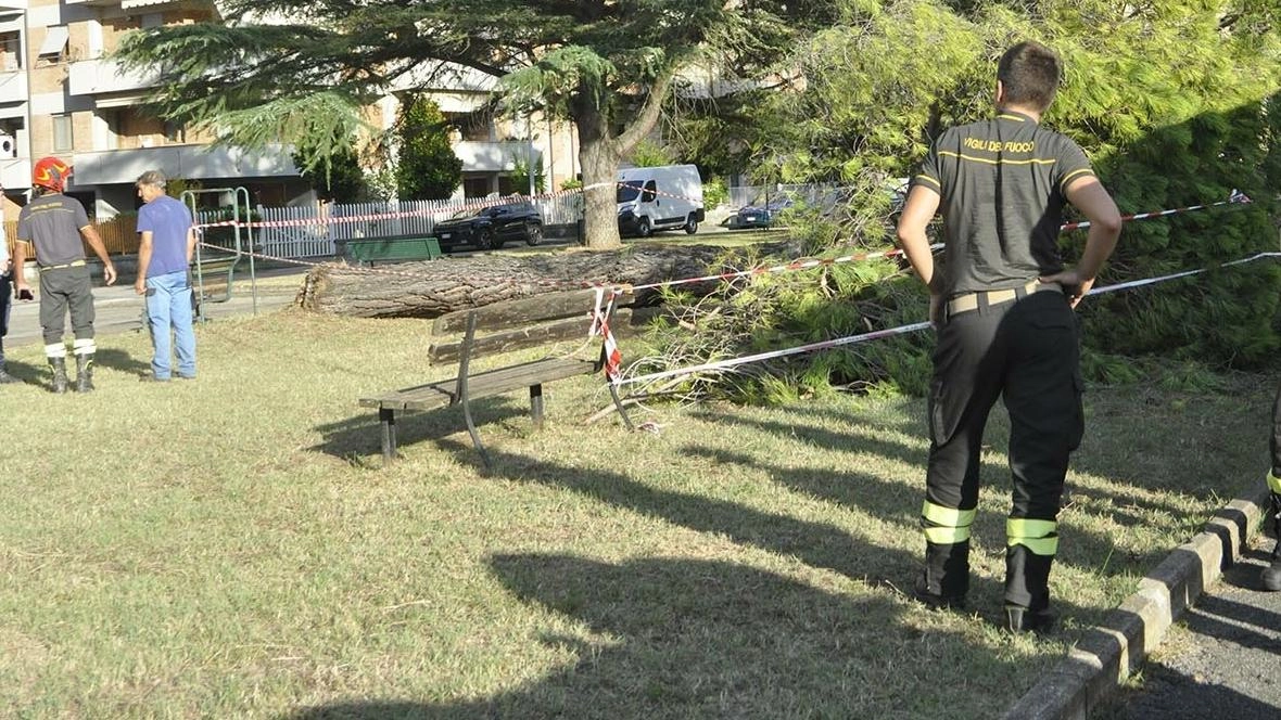 Il pino caduto in via Di Vittorio, nel giardino pubblico solitamente molto frequentato Il pino caduto in via Di Vittorio, nel giardino pubblico solitamente molto frequentato
