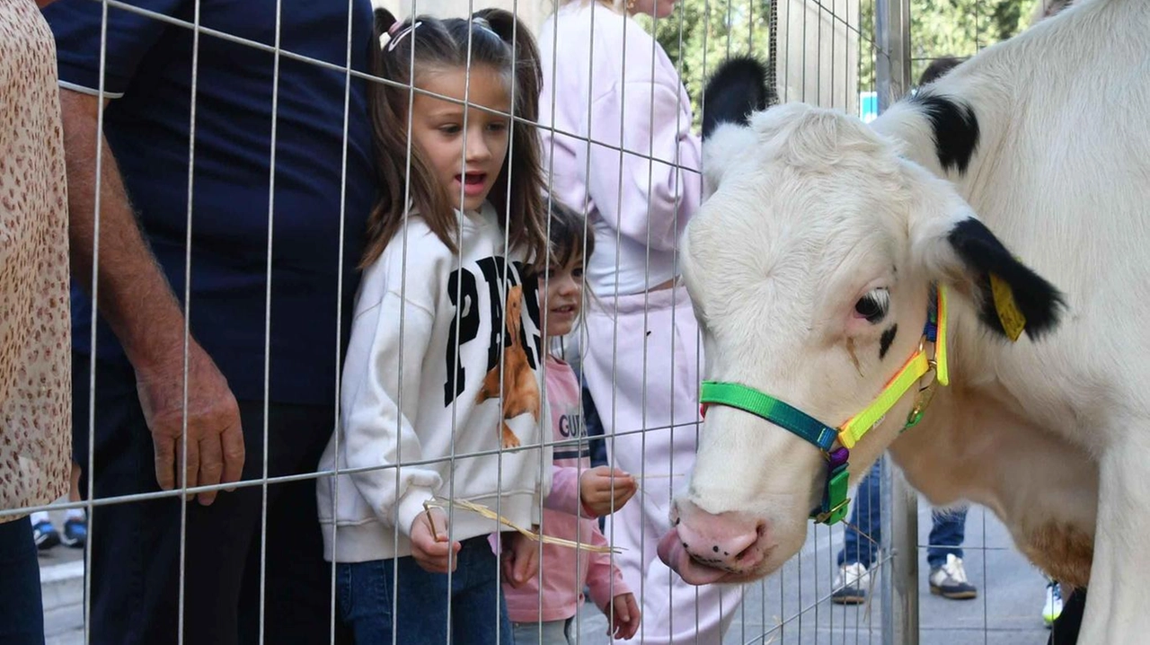 Tra i tanti appuntamenti della fiera di San Francesco, uno dei più attesi è la ’Fattoria didattica degli animali’ in Largo Matteotti Tra i tanti appuntamenti della fiera di San Francesco, uno dei più attesi è la ’Fattoria didattica degli animali’ in Largo Matteotti
