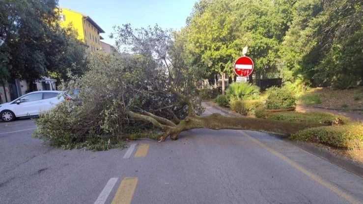 L’ultimo crollo risale allo scorso 8 giugno sul viale Verdi L’ultimo crollo risale allo scorso 8 giugno sul viale Verdi