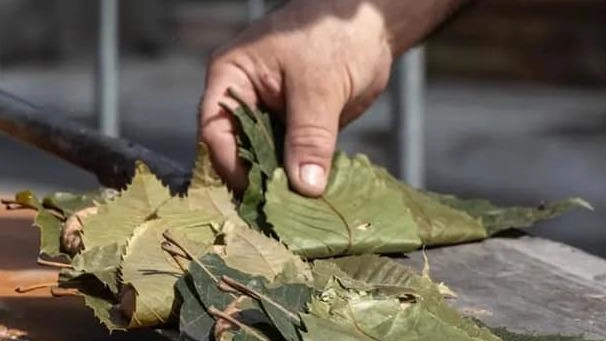 L'Unione di Comuni Montana Lunigiana introduce l'Eco Luni Fest a Agnino, una sagra eco-sostenibile che promuove la riduzione dei rifiuti e l'uso di risorse locali. Un progetto che mira a portare benefici economici e sociali, promuovendo la sostenibilità ambientale e la responsabilità sociale. L'Unione di Comuni Montana Lunigiana introduce l'Eco Luni Fest a Agnino, una sagra eco-sostenibile che promuove la riduzione dei rifiuti e l'uso di risorse locali. Un progetto che mira a portare benefici economici e sociali, promuovendo la sostenibilità ambientale e la responsabilità sociale.
