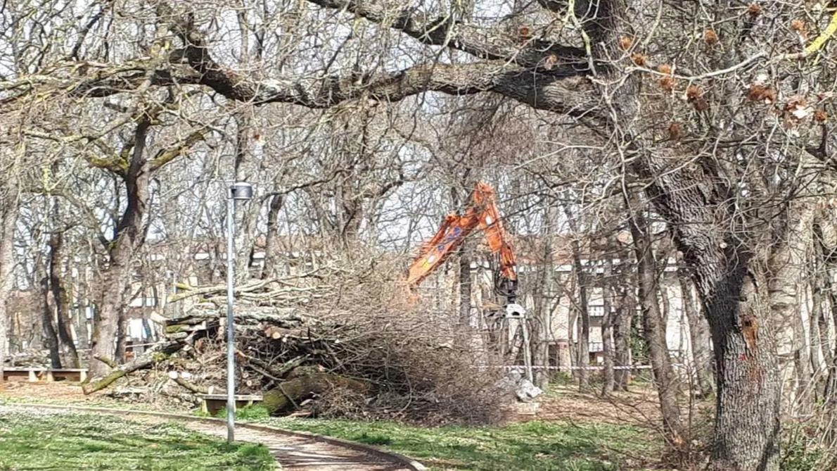 Quelle previste dal comune di Colle Val d’Elsa sono potature ed abbattimenti di alberi assolutamente. necessari sia per la sicurezza che per il decoro urbano Quelle previste dal comune di Colle Val d’Elsa sono potature ed abbattimenti di alberi assolutamente. necessari sia per la sicurezza che per il decoro urbano