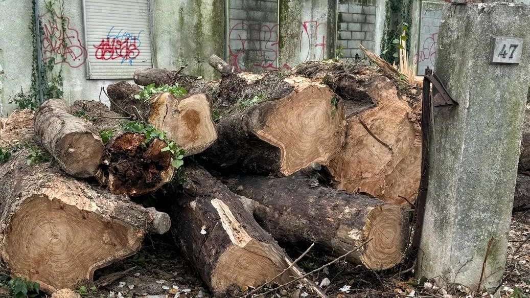 Gli alberi tagliati all’ex colonia Laveno Gli alberi tagliati all’ex colonia Laveno