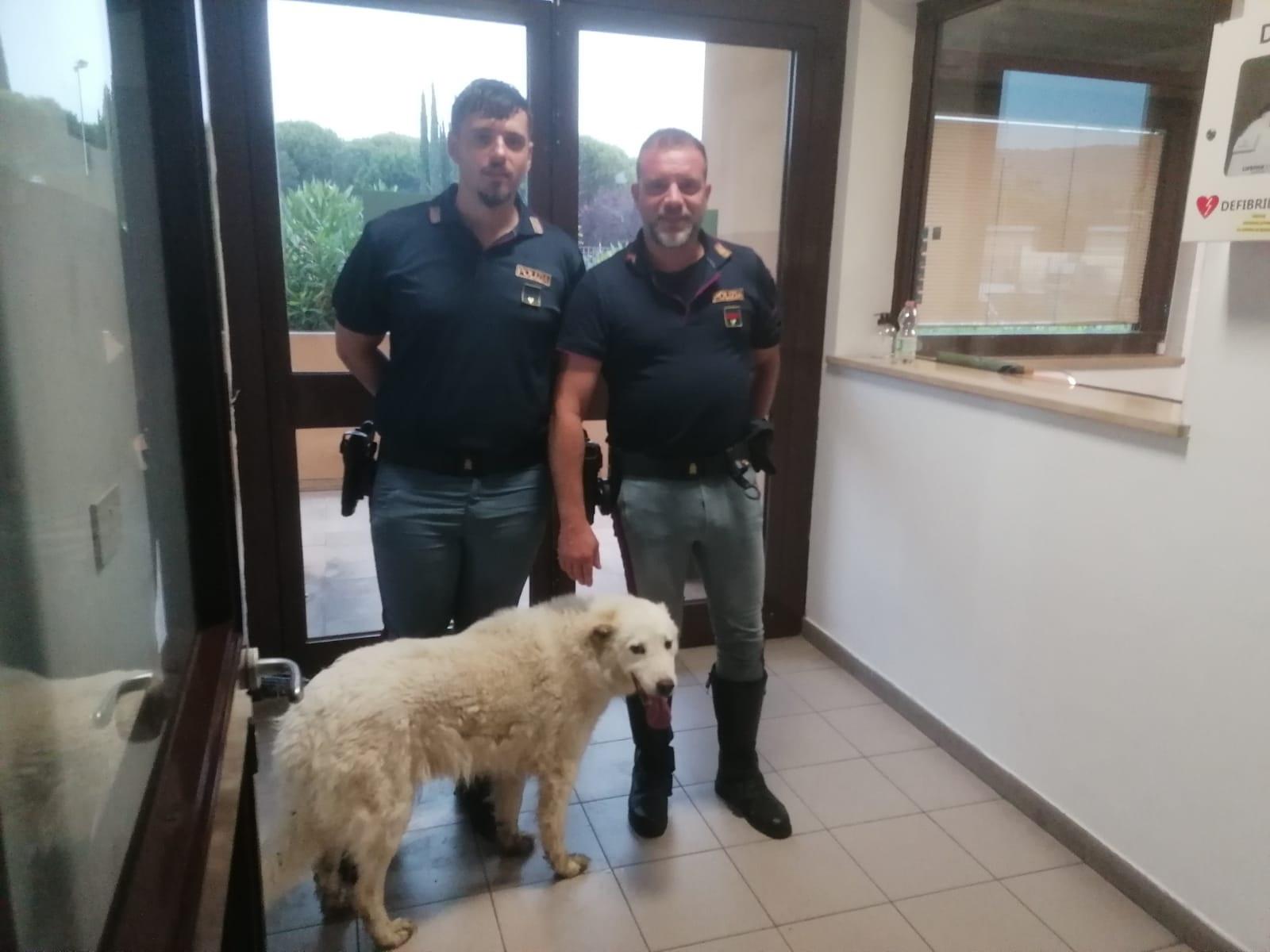 Cane si perde di notte sulla A/1: Jane salvata dalla Polizia di Stato Cane si perde di notte sulla A/1: Jane salvata dalla Polizia di Stato
