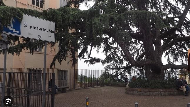Cedro del Libano in via Masi, cedro del Libano in via Brunamonti, Largo Porta Pesa (foto), Bagolaro in via Fiume...