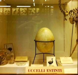 quegli esemplari vivi ormai solo nei ricordi della scienza