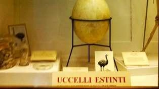 Il Museo della Specola di Firenze ospita la mostra ’Dal dodo al chiurlottello. Gli uccelli estinti del Museo La Specola’....