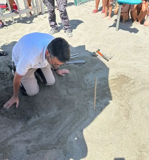 Versilia, 4 tartarughe marine trovate morte nel giro di tre giorni