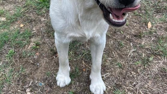 Il cucciolo ospite della Comunità educativa casa famiglia La Locomotiva è il labrador femmina Happy, il primo cane in affido temporaneo a una struttura con queste caratteristiche