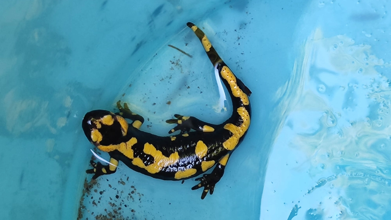 salamandra