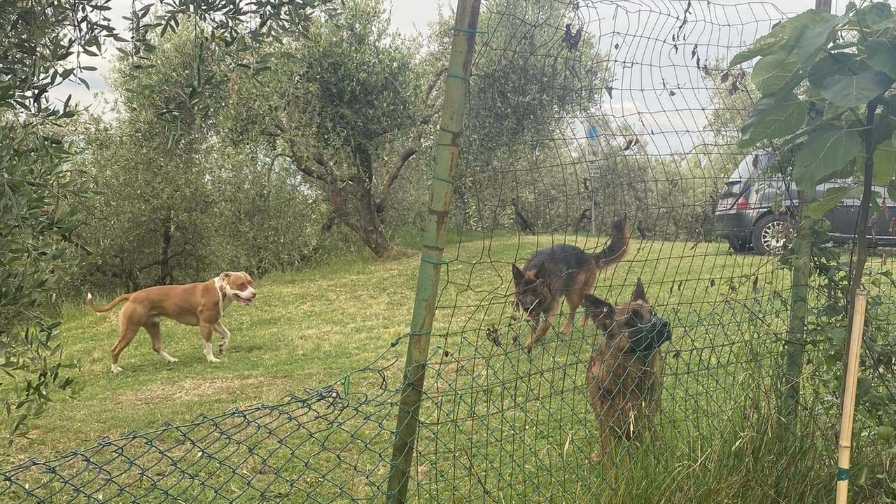 Cani sciolti a Santa Cristina a Mezzana Cani sciolti a Santa Cristina a Mezzana