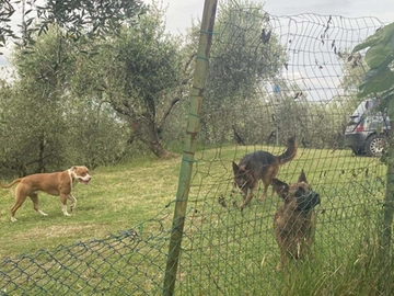immagine articolo