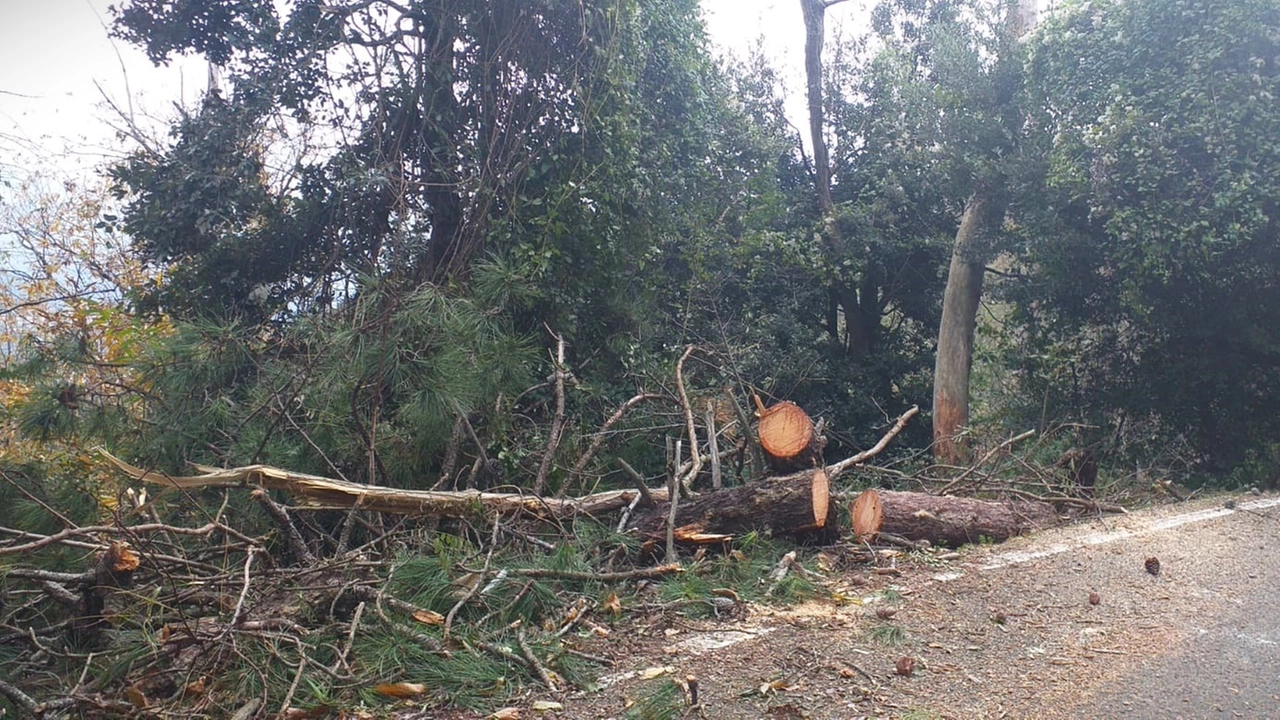 L’albero che ha sfiorato Lucia Tincani, cadendo a pochi centimetri dalla donna L’albero che ha sfiorato Lucia Tincani, cadendo a pochi centimetri dalla donna