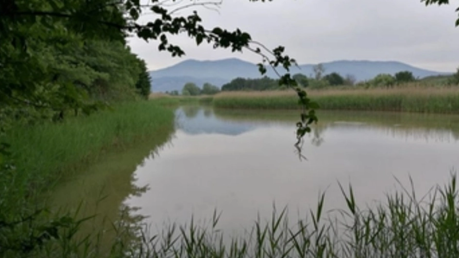 Oasi Stagni di Focognano (Campi Bisenzio) Oasi Stagni di Focognano (Campi Bisenzio)