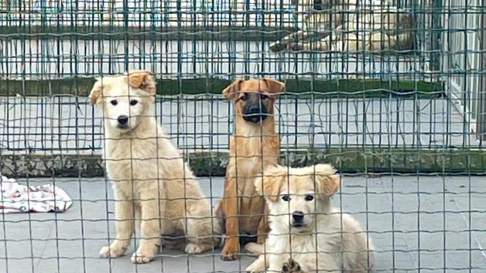 I cani sono stati trasferiti in una struttura idonea (. foto di repertorio I cani sono stati trasferiti in una struttura idonea (. foto di repertorio
