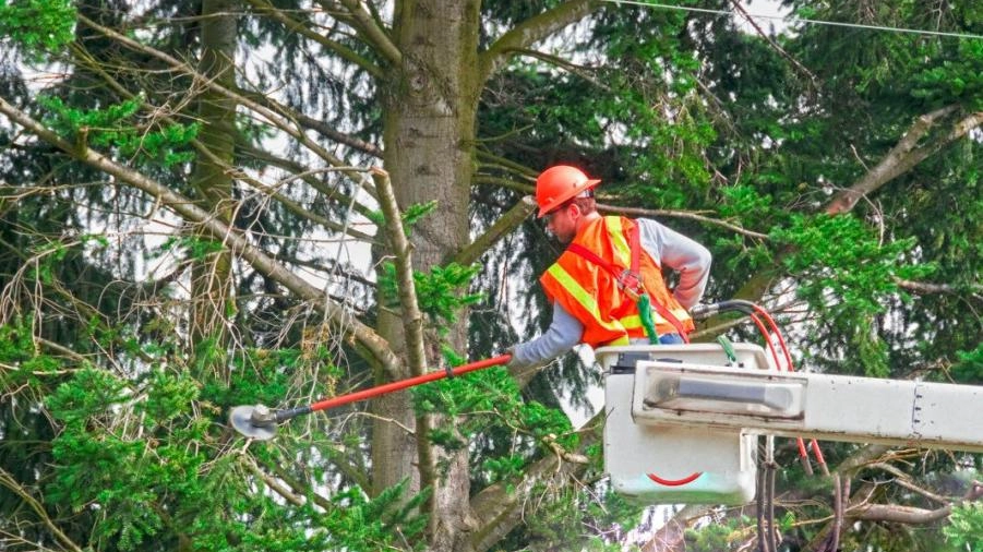 Al centro del dibattito politico anche il consumo di suolo e il taglio degli alberi (foto d’archivio) Al centro del dibattito politico anche il consumo di suolo e il taglio degli alberi (foto d’archivio)