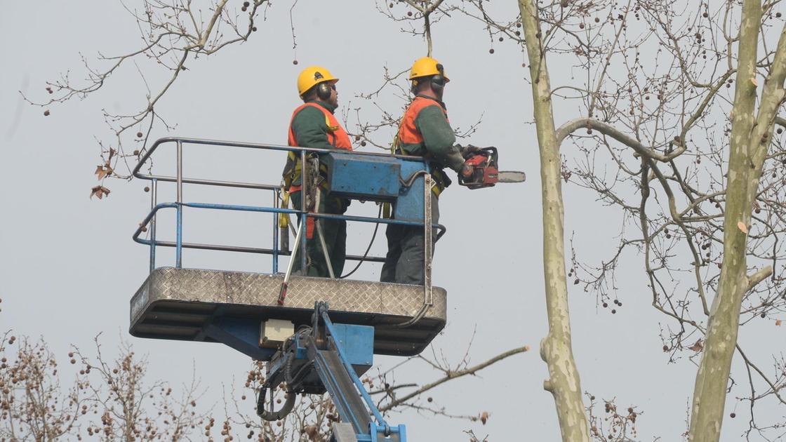 Platani malati e pericolosi: "Lavori di abbattimento" Platani malati e pericolosi: "Lavori di abbattimento"