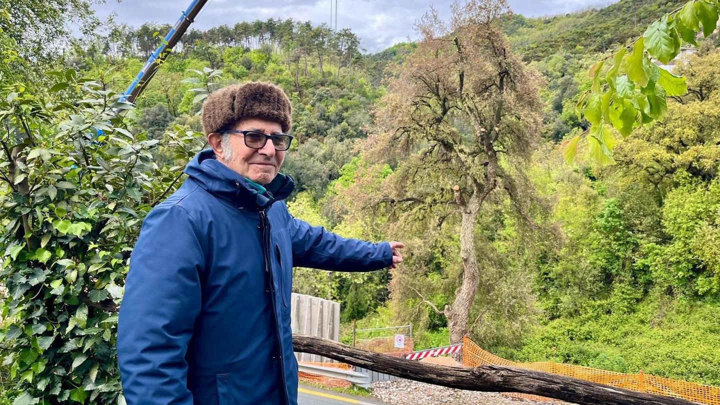 Enrico Taggiasco mostra la vecchia quercia sulla collina di Buonviaggio