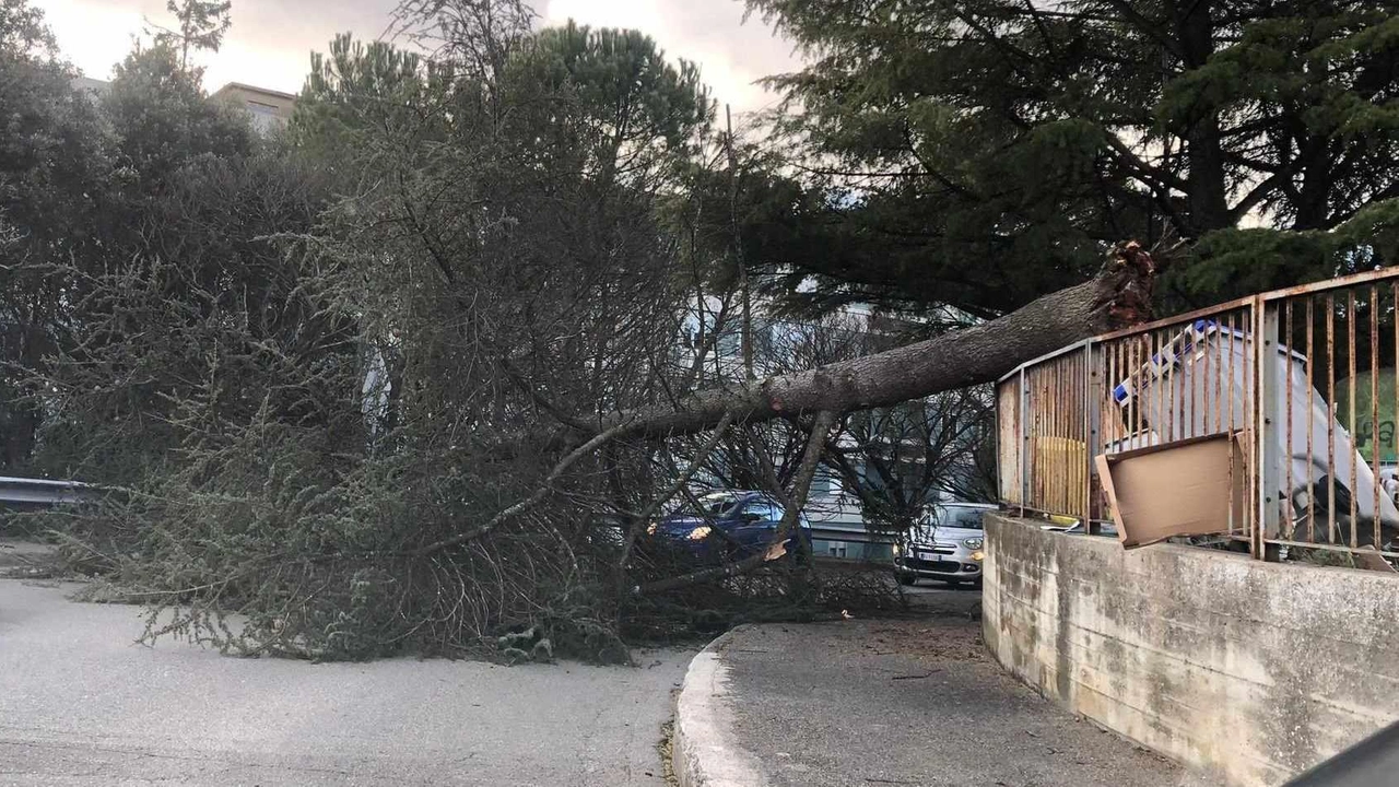 Forti raffiche di vento su tutta l’Umbria, alberi caduti in mezzo alla strada e disagi per i cittadini. Il maltempo... Forti raffiche di vento su tutta l’Umbria, alberi caduti in mezzo alla strada e disagi per i cittadini. Il maltempo...
