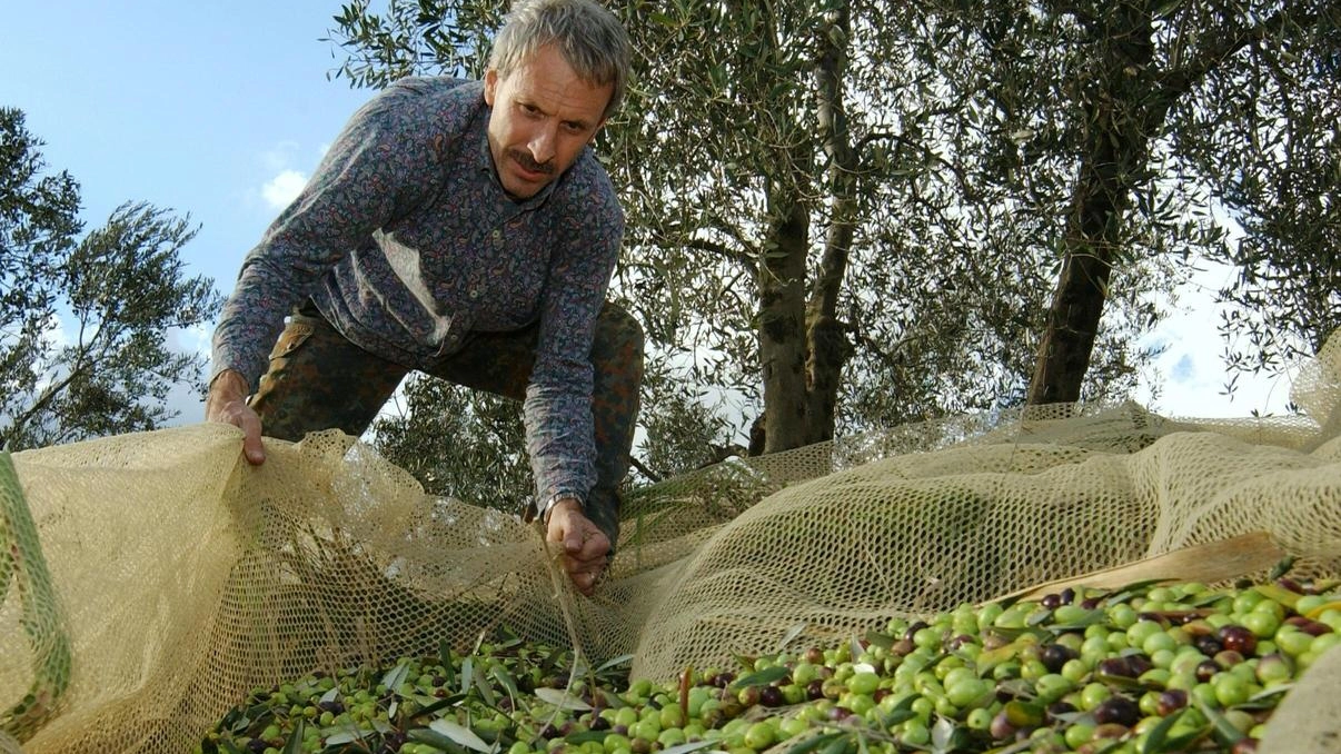 Crescita impetuosa del valore dell’export dell’olio: a fine settembre +64,9 per cento Crescita impetuosa del valore dell’export dell’olio: a fine settembre +64,9 per cento