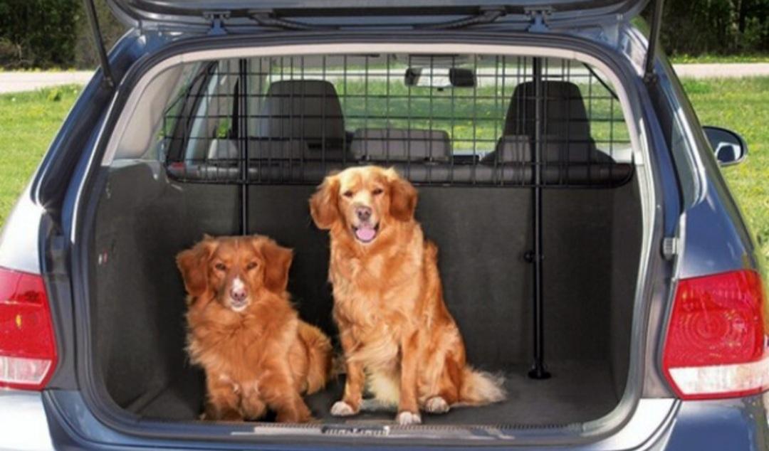 26 agosto, Giornata del cane: dove fare vacanze pet friendly in Toscana