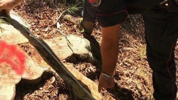 La riflessione di Amici della Terra Versilia, Comitato difesa degli alberi Pisa, Italia nostra Pisa, La città ecologica e Wwf Alta Toscana La riflessione di Amici della Terra Versilia, Comitato difesa degli alberi Pisa, Italia nostra Pisa, La città ecologica e Wwf Alta Toscana