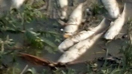 SCARLINO Trovati pesci morti alla foce del canale Solmine nella mattinata di ieri: attivate le procedure di controllo ambientale. Ieri mattina...