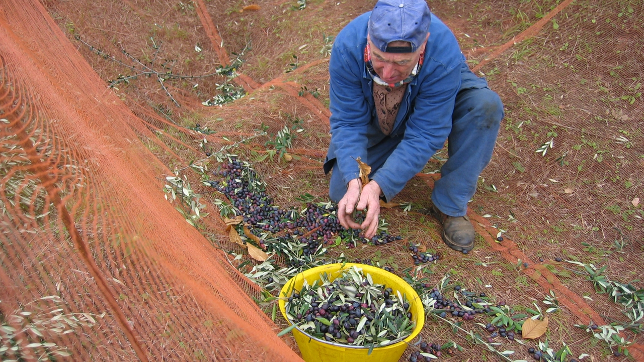 A pesare sulla carenza di olive in provincia sono la presenza della cecidomia e la piogge dei giorni scorsi (foto d’archivio) A pesare sulla carenza di olive in provincia sono la presenza della cecidomia e la piogge dei giorni scorsi (foto d’archivio)