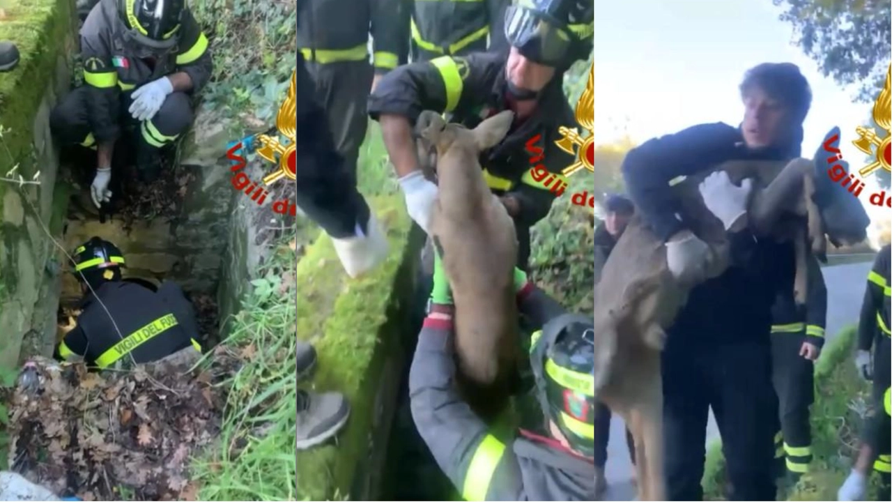 Il salvataggio del capriolo ferito (Vigili del fuoco)